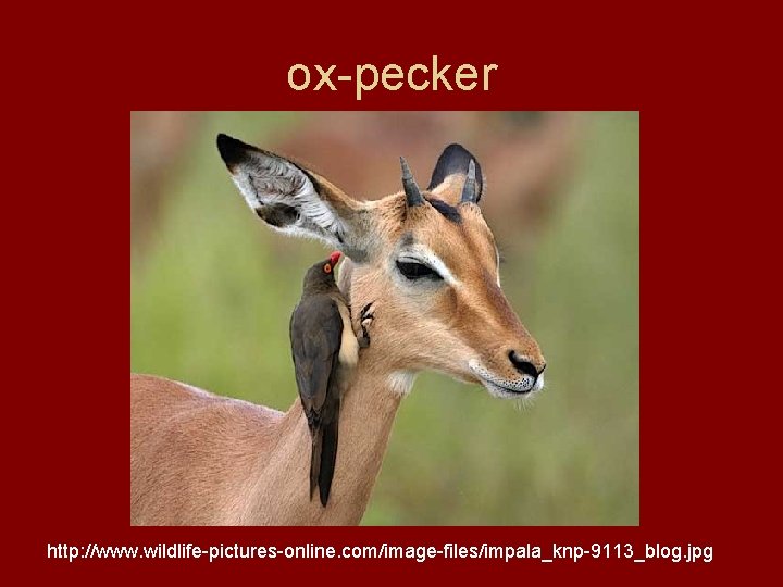 ox-pecker http: //www. wildlife-pictures-online. com/image-files/impala_knp-9113_blog. jpg 