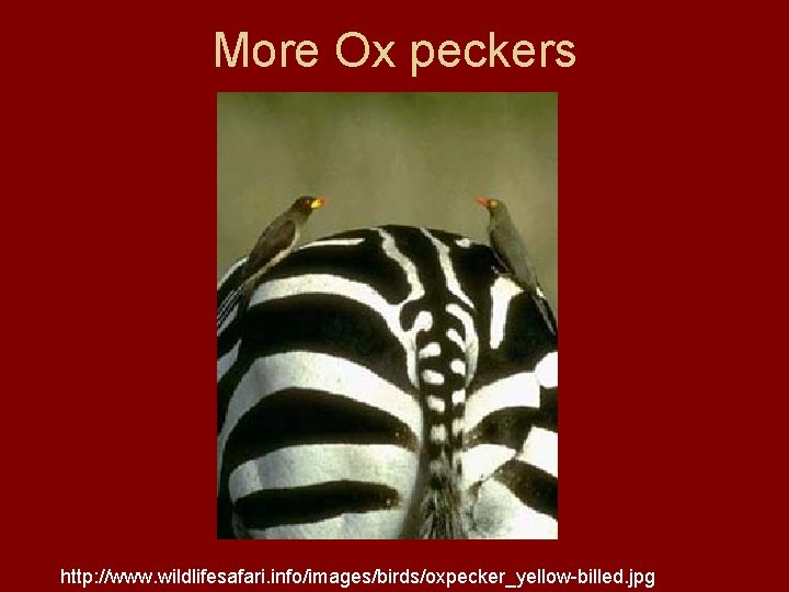 More Ox peckers http: //www. wildlifesafari. info/images/birds/oxpecker_yellow-billed. jpg 