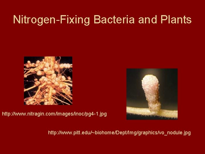 Nitrogen-Fixing Bacteria and Plants http: //www. nitragin. com/images/inoc/pg 4 -1. jpg http: //www. pitt.