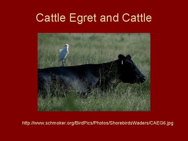 Cattle Egret and Cattle http: //www. schmoker. org/Bird. Pics/Photos/Shorebirds. Waders/CAEG 6. jpg 