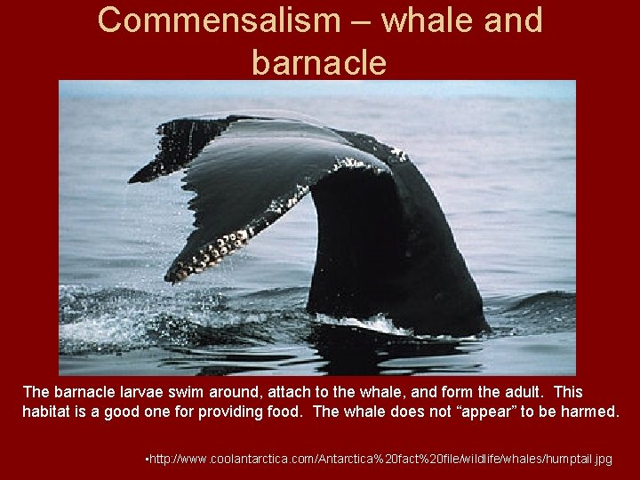 Commensalism – whale and barnacle The barnacle larvae swim around, attach to the whale,