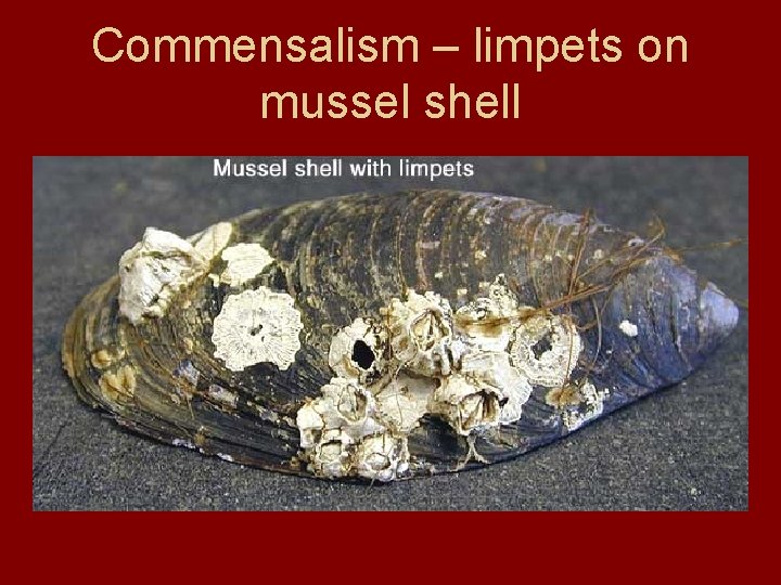 Commensalism – limpets on mussel shell 