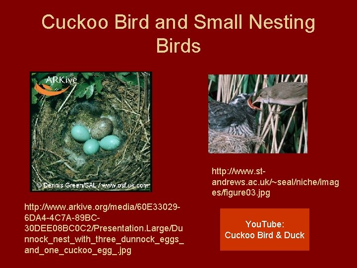 Cuckoo Bird and Small Nesting Birds http: //www. standrews. ac. uk/~seal/niche/imag es/figure 03. jpg