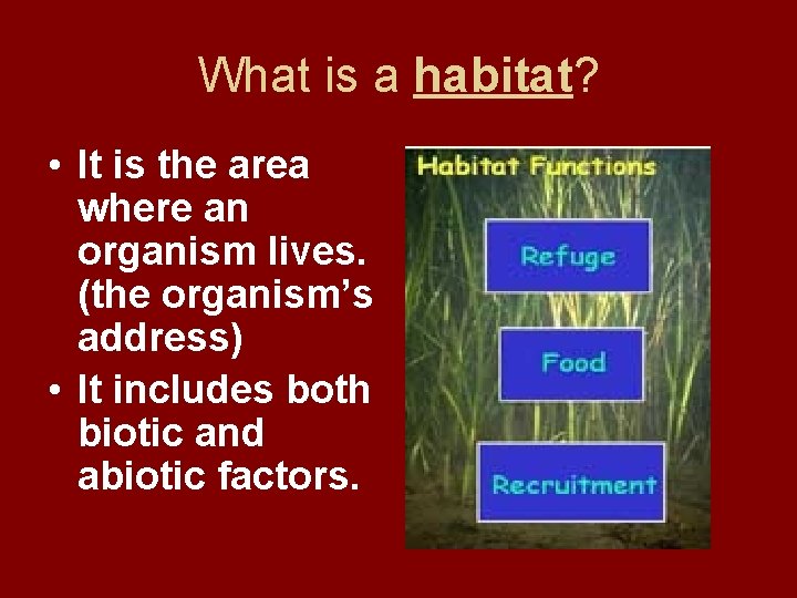 What is a habitat? • It is the area where an organism lives. (the