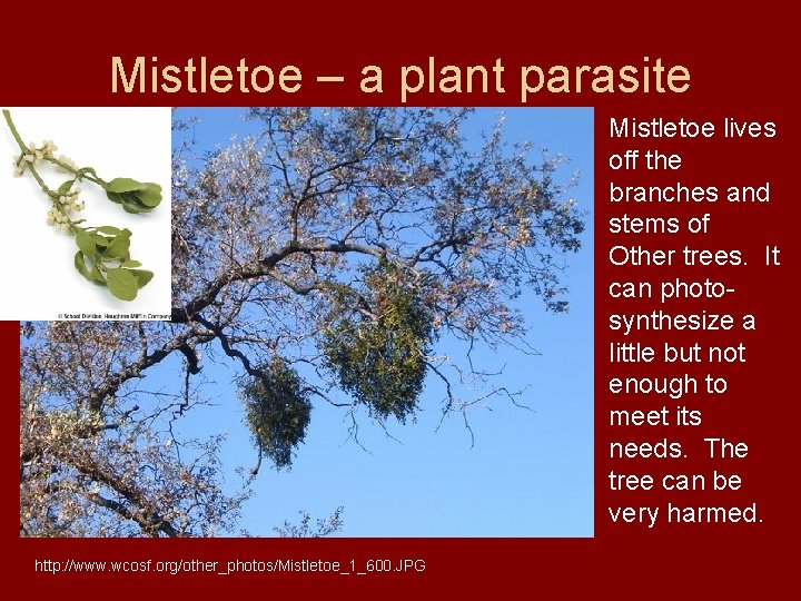 Mistletoe – a plant parasite Mistletoe lives off the branches and stems of Other