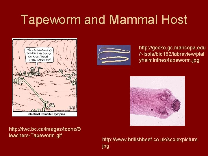 Tapeworm and Mammal Host http: //gecko. gc. maricopa. edu /~lsola/bio 182/labreview/plat yhelminthes/tapeworm. jpg http: