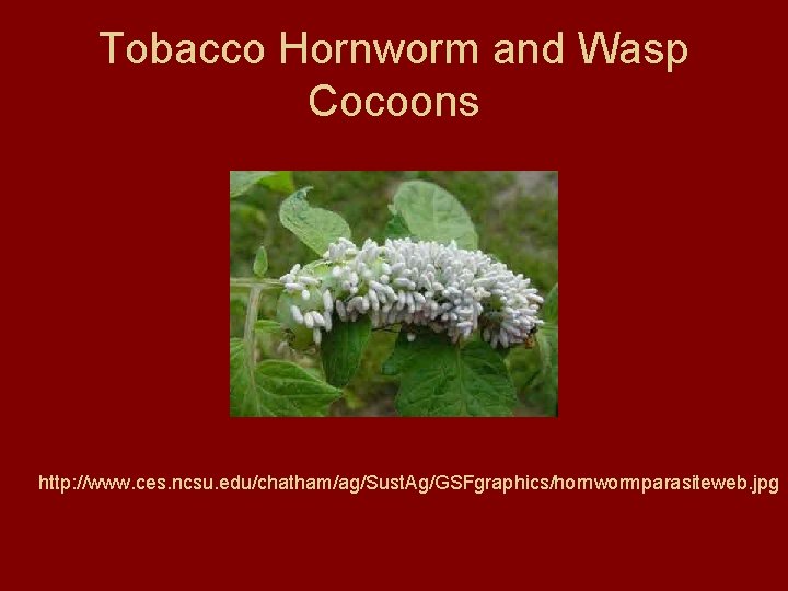 Tobacco Hornworm and Wasp Cocoons http: //www. ces. ncsu. edu/chatham/ag/Sust. Ag/GSFgraphics/hornwormparasiteweb. jpg 