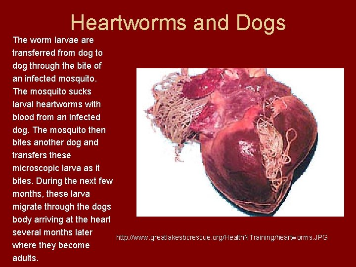 Heartworms and Dogs The worm larvae are transferred from dog to dog through the