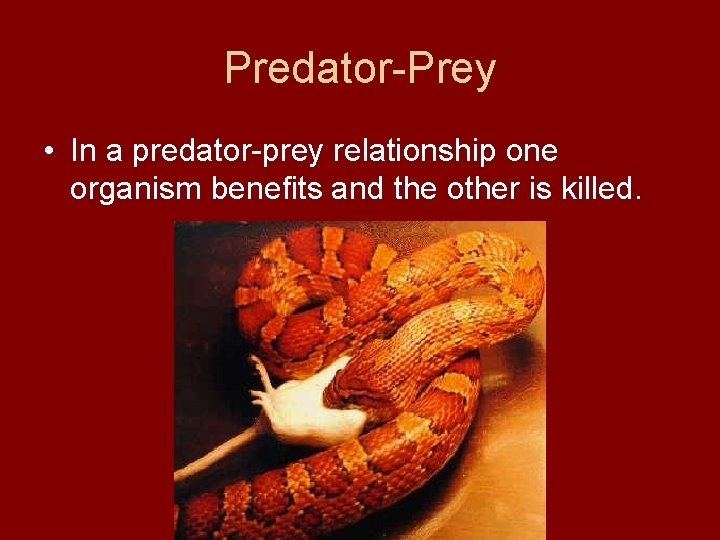 Predator-Prey • In a predator-prey relationship one organism benefits and the other is killed.