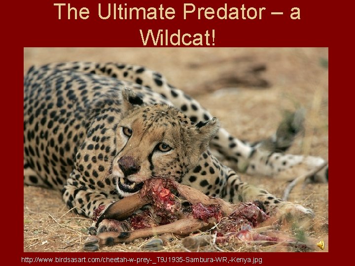 The Ultimate Predator – a Wildcat! http: //www. birdsasart. com/cheetah-w-prey-_T 9 J 1935 -Sambura-WR,