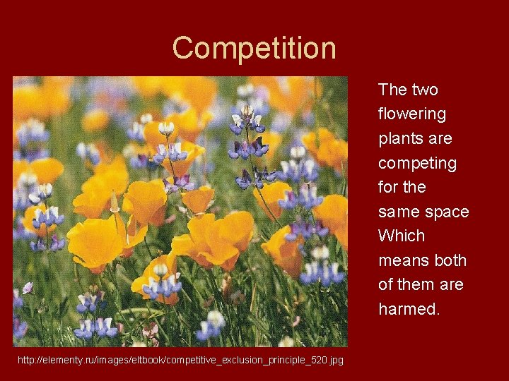 Competition The two flowering plants are competing for the same space Which means both