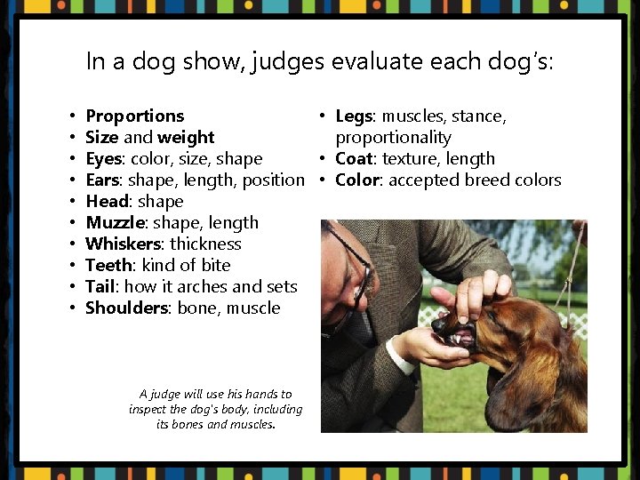 In a dog show, judges evaluate each dog’s: • • • Proportions Size and