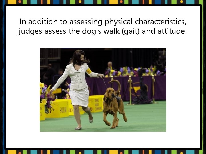 In addition to assessing physical characteristics, judges assess the dog's walk (gait) and attitude.