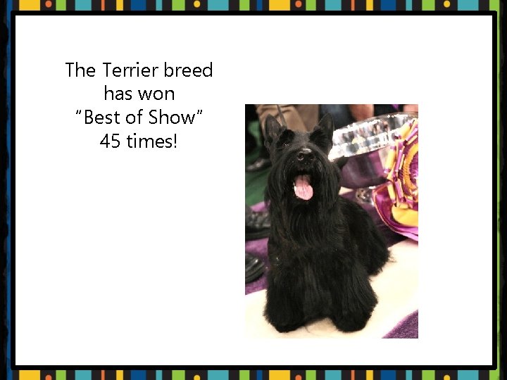 The Terrier breed has won “Best of Show” 45 times! t 