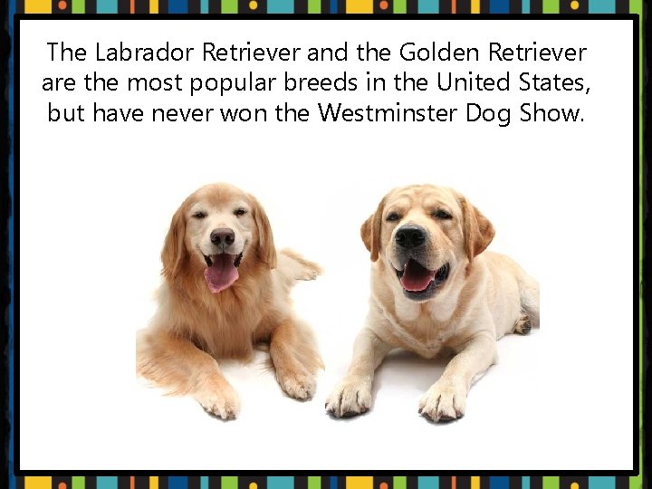 The Labrador Retriever and the Golden Retriever are the most popular breeds in the