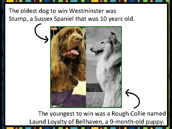 The oldest dog to win Westminster was Stump, a Sussex Spaniel that was 10