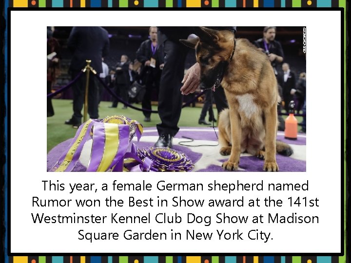 This year, a female German shepherd named Rumor won the Best in Show award