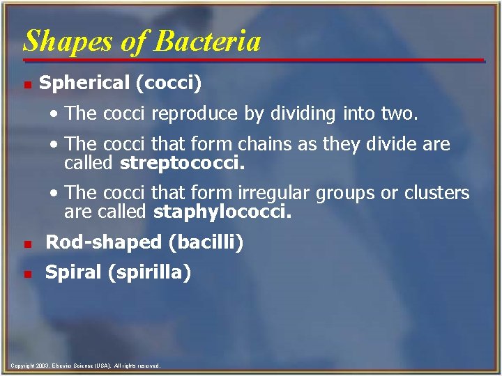 Shapes of Bacteria n Spherical (cocci) • The cocci reproduce by dividing into two.