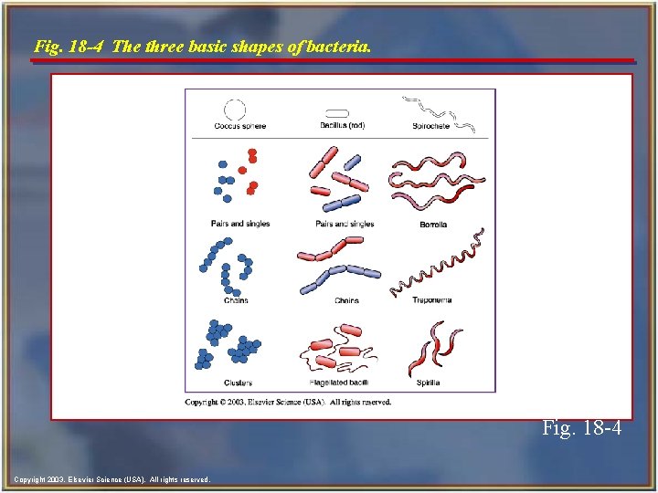 Fig. 18 -4 The three basic shapes of bacteria. Fig. 18 -4 Copyright 2003,
