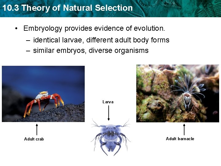 10. 3 Theory of Natural Selection • Embryology provides evidence of evolution. – identical
