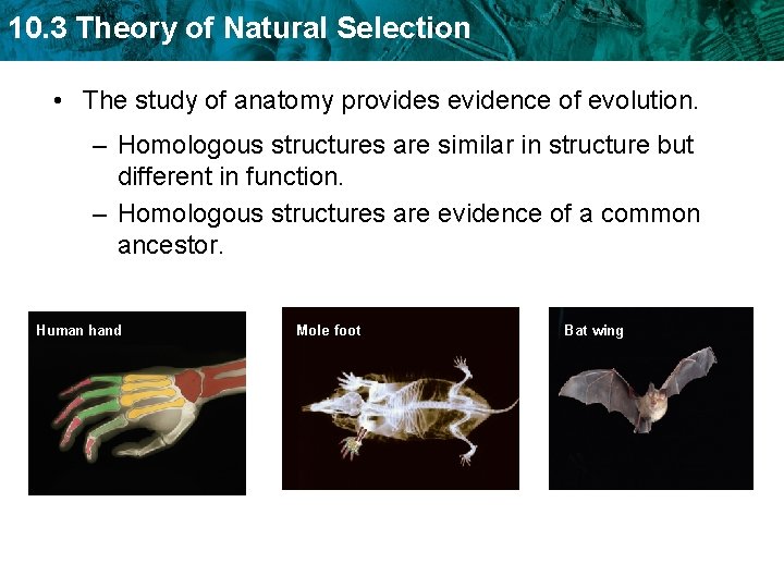 10. 3 Theory of Natural Selection • The study of anatomy provides evidence of