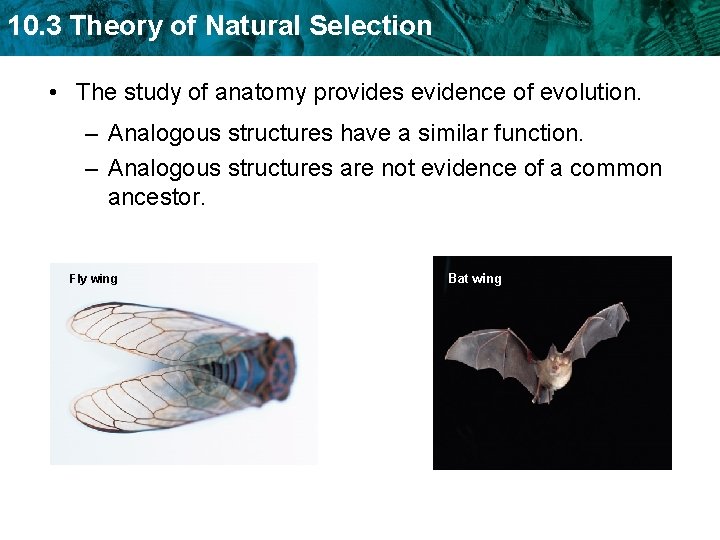 10. 3 Theory of Natural Selection • The study of anatomy provides evidence of