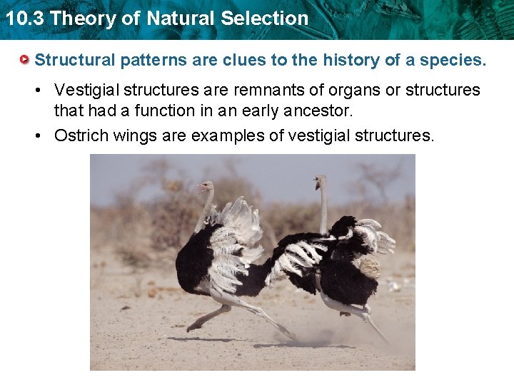 10. 3 Theory of Natural Selection Structural patterns are clues to the history of