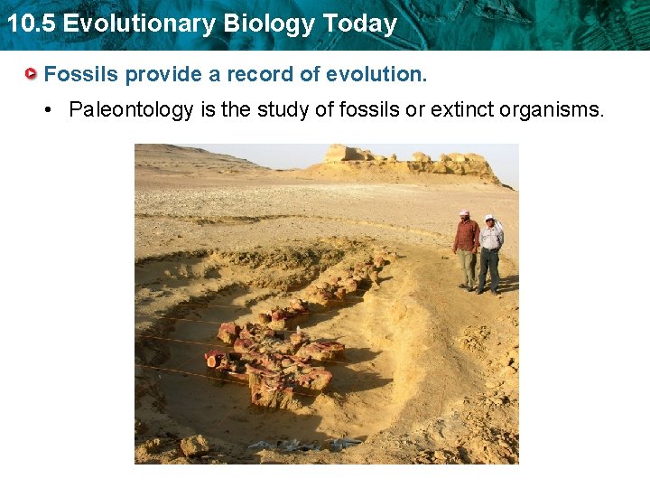 10. 5 Evolutionary Biology Today Fossils provide a record of evolution. • Paleontology is