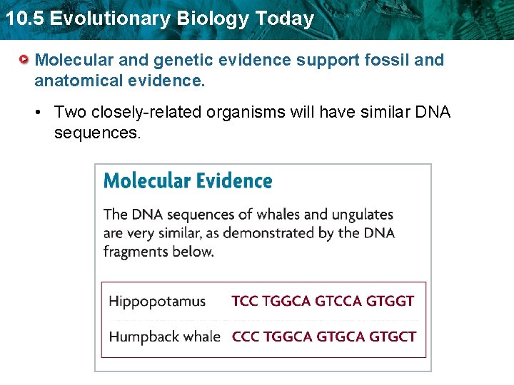 10. 5 Evolutionary Biology Today Molecular and genetic evidence support fossil and anatomical evidence.