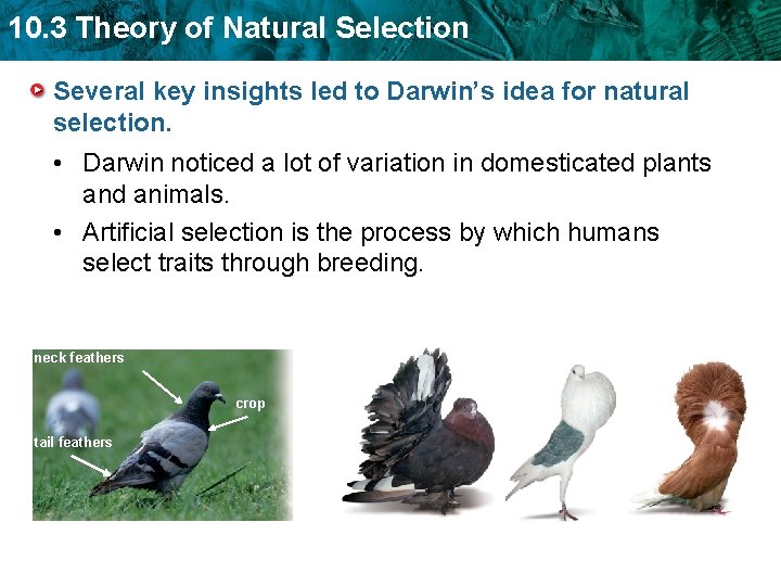 10. 3 Theory of Natural Selection Several key insights led to Darwin’s idea for