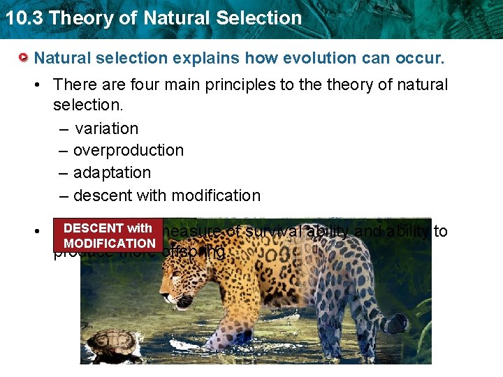 10. 3 Theory of Natural Selection Natural selection explains how evolution can occur. •