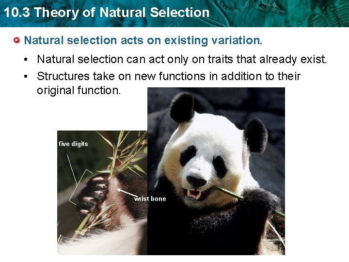 10. 3 Theory of Natural Selection Natural selection acts on existing variation. • Natural