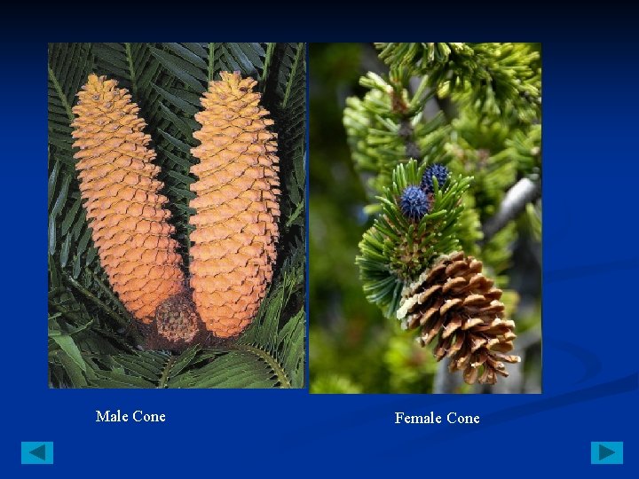 Male Cone Female Cone 