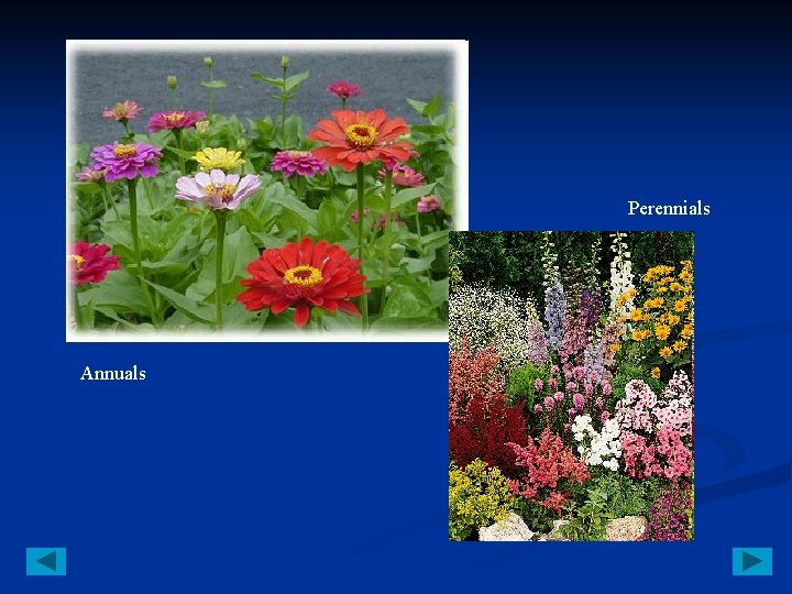 Perennials Annuals 