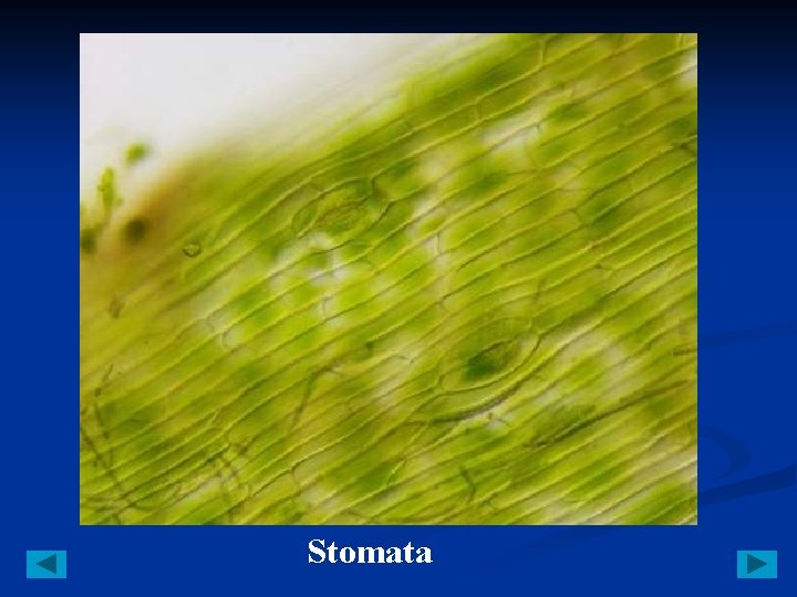Stomata 