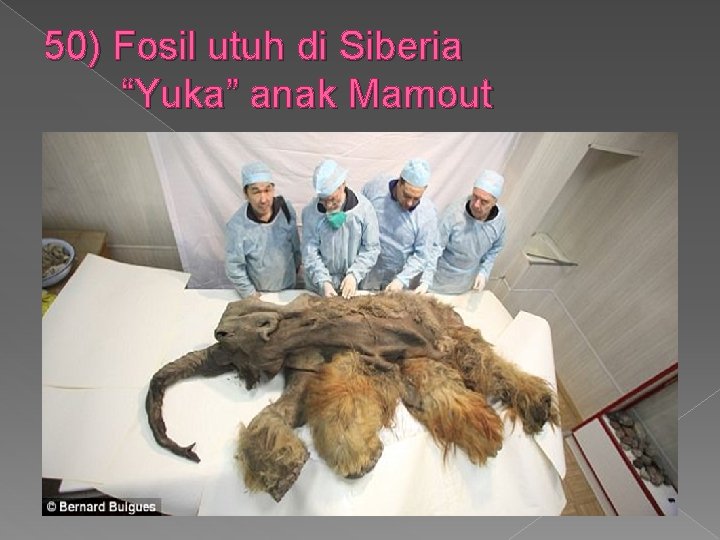 50) Fosil utuh di Siberia “Yuka” anak Mamout 