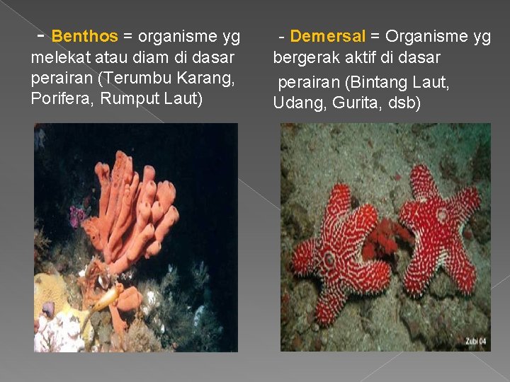  - Benthos = organisme yg - Demersal = Organisme yg melekat atau diam