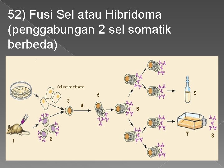 52) Fusi Sel atau Hibridoma (penggabungan 2 sel somatik berbeda) 