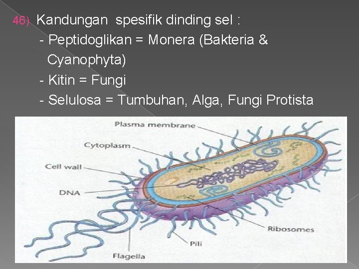  Kandungan spesifik dinding sel : - Peptidoglikan = Monera (Bakteria & Cyanophyta) -