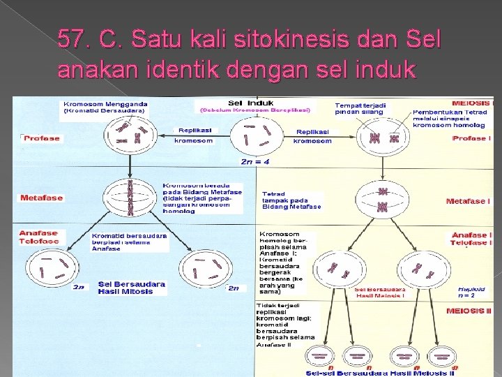 57. C. Satu kali sitokinesis dan Sel anakan identik dengan sel induk 