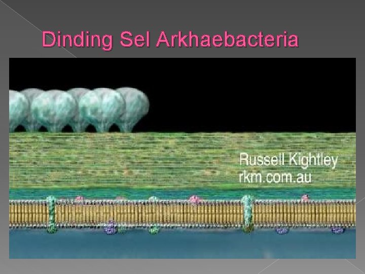 Dinding Sel Arkhaebacteria 