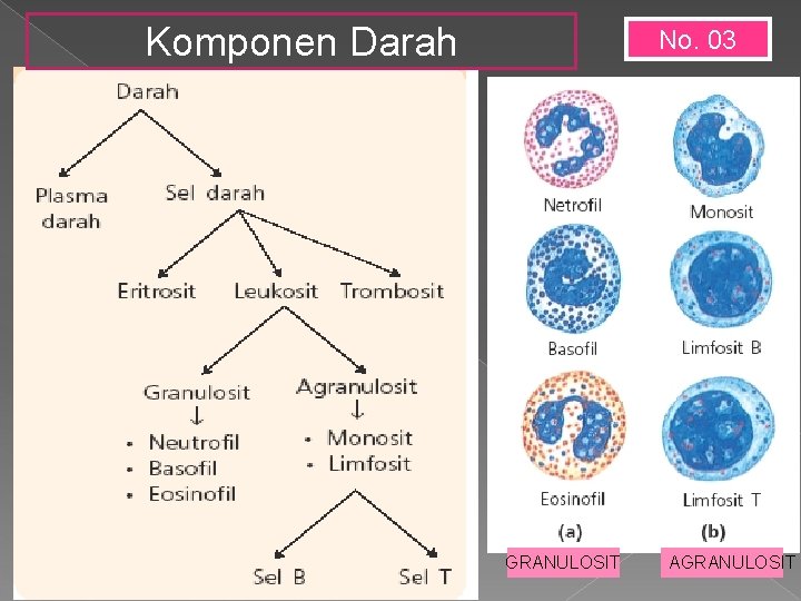 Komponen Darah No. 03 GRANULOSIT AGRANULOSIT 