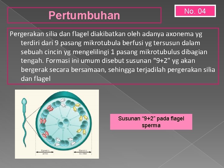 Pertumbuhan No. 04 Pergerakan silia dan flagel diakibatkan oleh adanya axonema yg terdiri dari