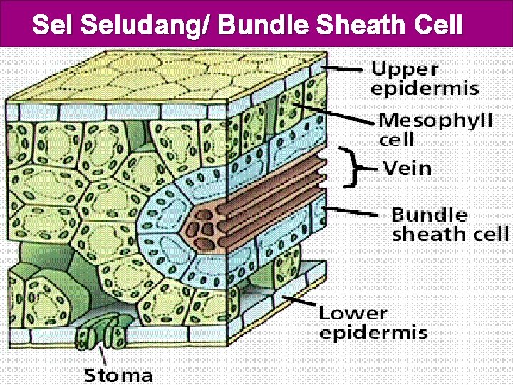 Sel Seludang/ Bundle Sheath Cell 