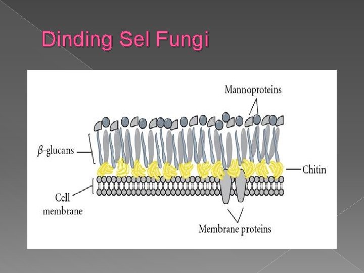 Dinding Sel Fungi 