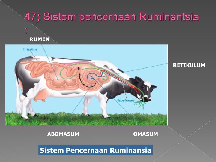 47) Sistem pencernaan Ruminantsia : 