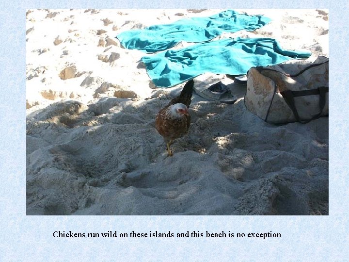 Chickens run wild on these islands and this beach is no exception 