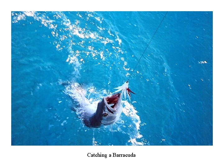 Catching a Barracuda 