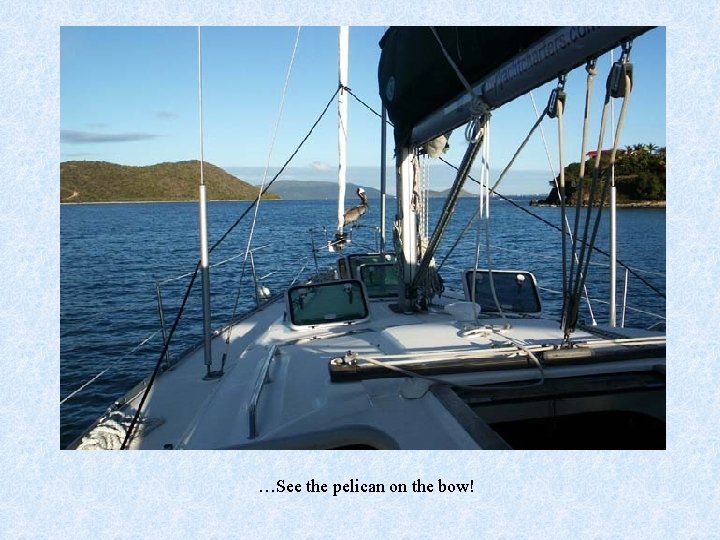 …See the pelican on the bow! 