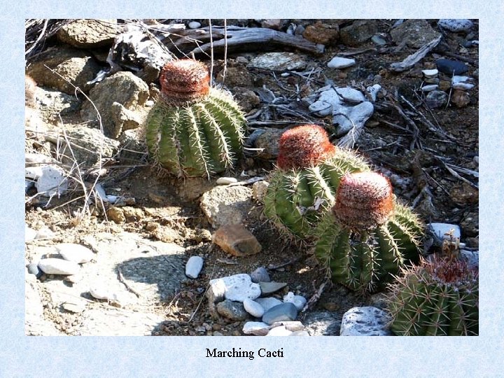 Marching Cacti 